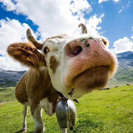 Engstligenalp * Adelboden