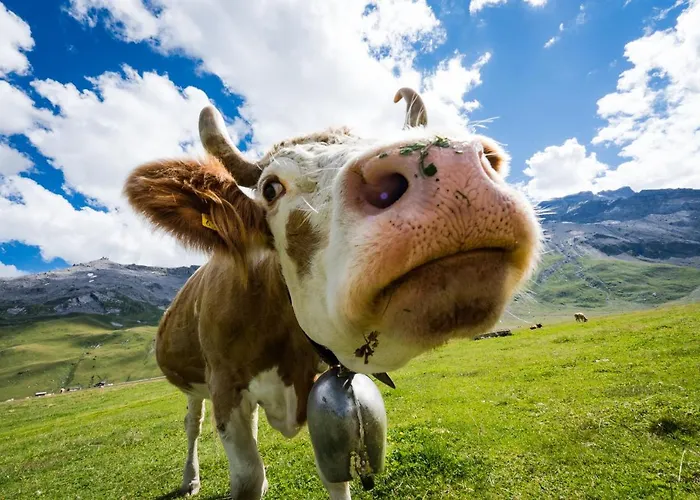 Engstligenalp * Adelboden